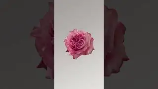 Crafting a unique Rose Collection #rosaprima #floralinspiration #usa