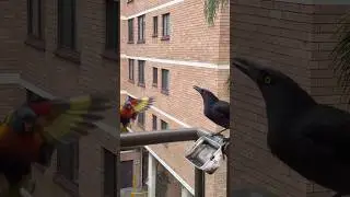 Snack stand-off between Lorikeets and Currawong #birdsofaustralia #lorikeet #currawong