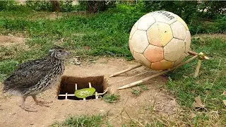Football Bird Trap - Amazing Creative Quail Trap Using Football and Deep Hole