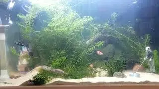 Plants growing rapidly keeping tank clean what fish should I get next let me know in comments plz 