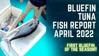 2022 Bluefin Tuna Report