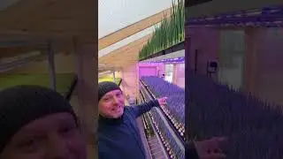 Этот лук живет лучше меня 🧅🥲 My Onion Lives Better Than Me