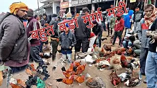 desi murga Mandi chauri chaura Gorakhpur