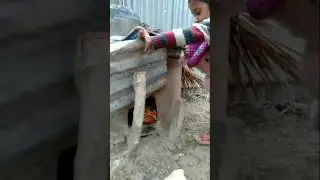 #Duck#Hens#Pearl Hen#Rooster #roosterdance  #youtubeshorts#beautiful funny chickendance 🐓funny
