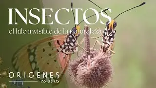 Documental: &iquest;Qu&eacute; pasar&iacute;a si los insectos desaparecieran? | Ep. 9 | OR&Iacute;GENES