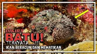 IKAN BATU STONEFISH, IKAN PALING BERACUN DAN MEMATIKAN