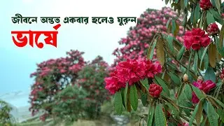 জীবনে অন্তত একবার ঘুরে দেখুন: ভার্ষে | Varsey tour guide | Varsey tour plan | Rhododendron Sanctuary