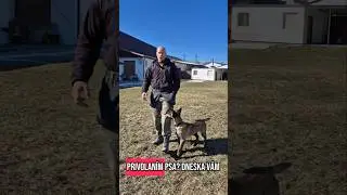 Luna a privolanie psa 🤝👋💯 #belgianmalinois #malinois #vycvikpsa #dogtrainingtips #slovakia