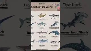 Types Of shark Hammerhead Shark #shorts #ytshorts  #viralshort