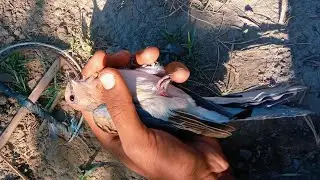 Dove Trap A Myna Trap Best TRAPER All Birds Catching Easily || Hunt Birds Tv