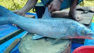 Amazing catfish cutting skill live in fish market today MunFish Cut  is live