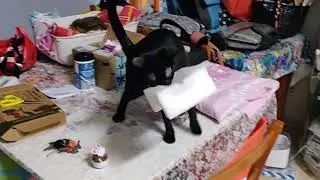 Cat can't figure out why he suddenly went blind