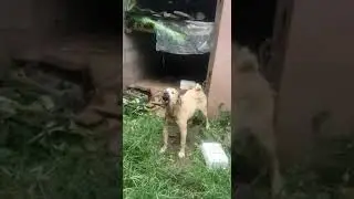 7 months old Bakarwal Dog | Best Guard Dog #BakharwalDog