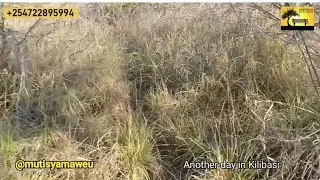 Today we found land full of grass pasture in Kilibasi!! 