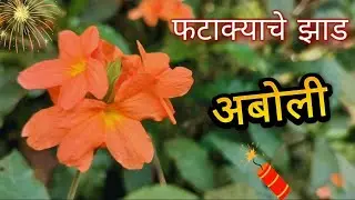 अबोली | Crossandra Plant | Aboli  | fire cracker plant | Yearly blooming plants | #flowers #plants