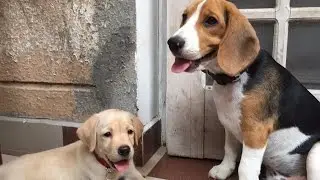 How a Beagle playing with his friend?
