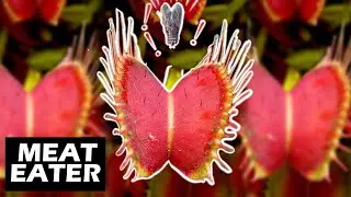 Carnivorous Plants: The Anti-Plant and Evolutionary Masterpiece