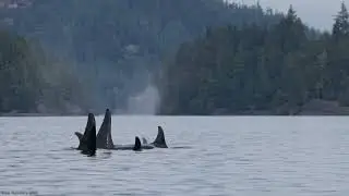 A34 matriline ( -A62&lsquo;s ) on September 26th, 2025 near Telegraph Cove 
