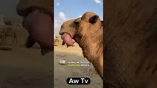 Why Camels Spit Out Their Organ!​ #dromedary #animal