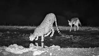 Jackal Nips Cheetah&rsquo;s Bum While Drinking in the Dark