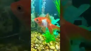 Fancy goldfish swimming #pov #chillout #live #goldfishcare