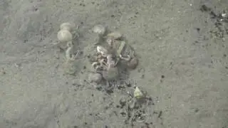 Sasaran shoal - shell fights