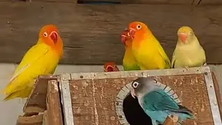 parrots Feeding Time 🌺Enjoyed the Colours and Chripping