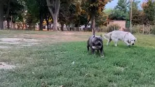 REAL AMERICAN BULLY POCKET  / GOLD STAR BULLY ROMANIA