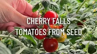 Cherry Falls Tomatoes from Seed Indoors