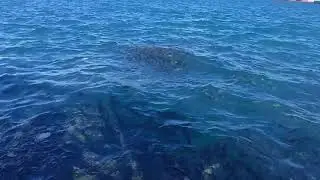 احلى منظر للأسماك وهي تأكل سبحان الله