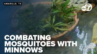 Amarillo combats mosquito surge with native minnows in innovative approach