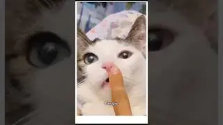 Cats Are Such Actors | Dramatic Cats That Can &lsquo;Talk&rsquo; to People