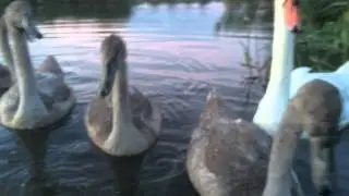 Kayaking with Swans