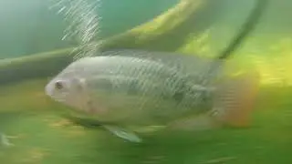 como sacar los desechos de tus peces si no cuentas con una salida en tu estanque?