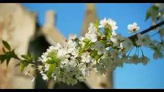 Spring Blossom UK