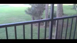 Naples Florida Condo Foreclosures Forest Lakes.