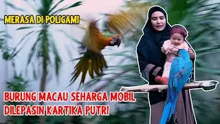 MERASA DI POLIGAMI BURUNG MACAU HABIB SEHARGA MOBIL DI LEPAS KARTIKA