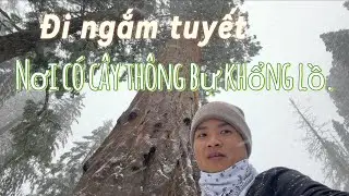 TRẢI NGHIỆM NGẮM TUYẾT VÀ CÂY THÔNG KHỔNG LỒ Ở MỸ.