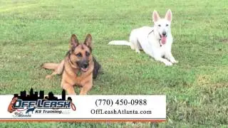 Off Leash K9 Training Atlanta | Pet Training in Peachtree City