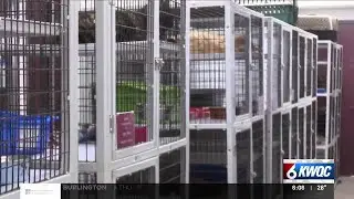 The feral cat population is running rampant in several cities across the Quad Cities area