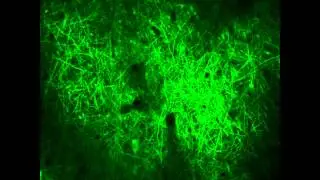 Forest of projection neurons