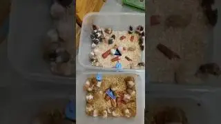 Hamster #sunilsexoticpets #shorts #viral #ytshorts #pets #petshub #petsupplies #trending   #odisha