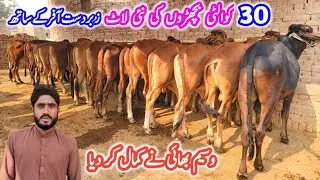 Top Beautiful Bachra Farm in Punjab Pakistan | How To Start Profitable Farming Business ??