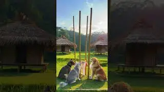 Cat Dancing Tinikling gracefully with Dogs tapping bamboos Bahay Kubo Kahit munti Ascomo Philippines