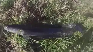 Snakehead Wrangling December 1, 2015