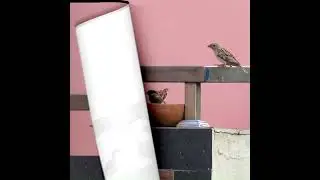 Bundles of energy #sparrows #smallbird  #amazingbirds #birdtherapy  #vipinsclick #relax