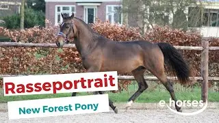 Das New Forest Pony im Rasseportrait
