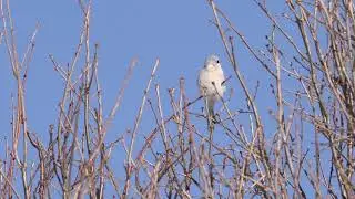Сорокопут серый. Great Grey Shrike (Lanius excubitor) Голос TelingaБЕЗтарелки4k60f СП шумно 42с