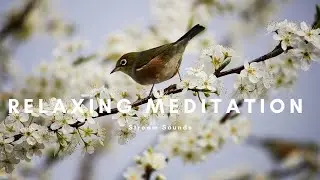 Stream Sounds Relaxation for sleeping and focusing #zenrelaxation #music365 #dongduvalley #zen247