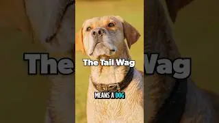 Dog Body Language 101: The Tail Wag #dogs